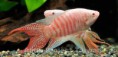 /album/galeria-de-fotos-anabantideos/paraiso-albino-jpg/
